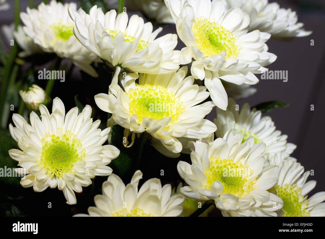 white chrysanthemum Stock Photo Alamy