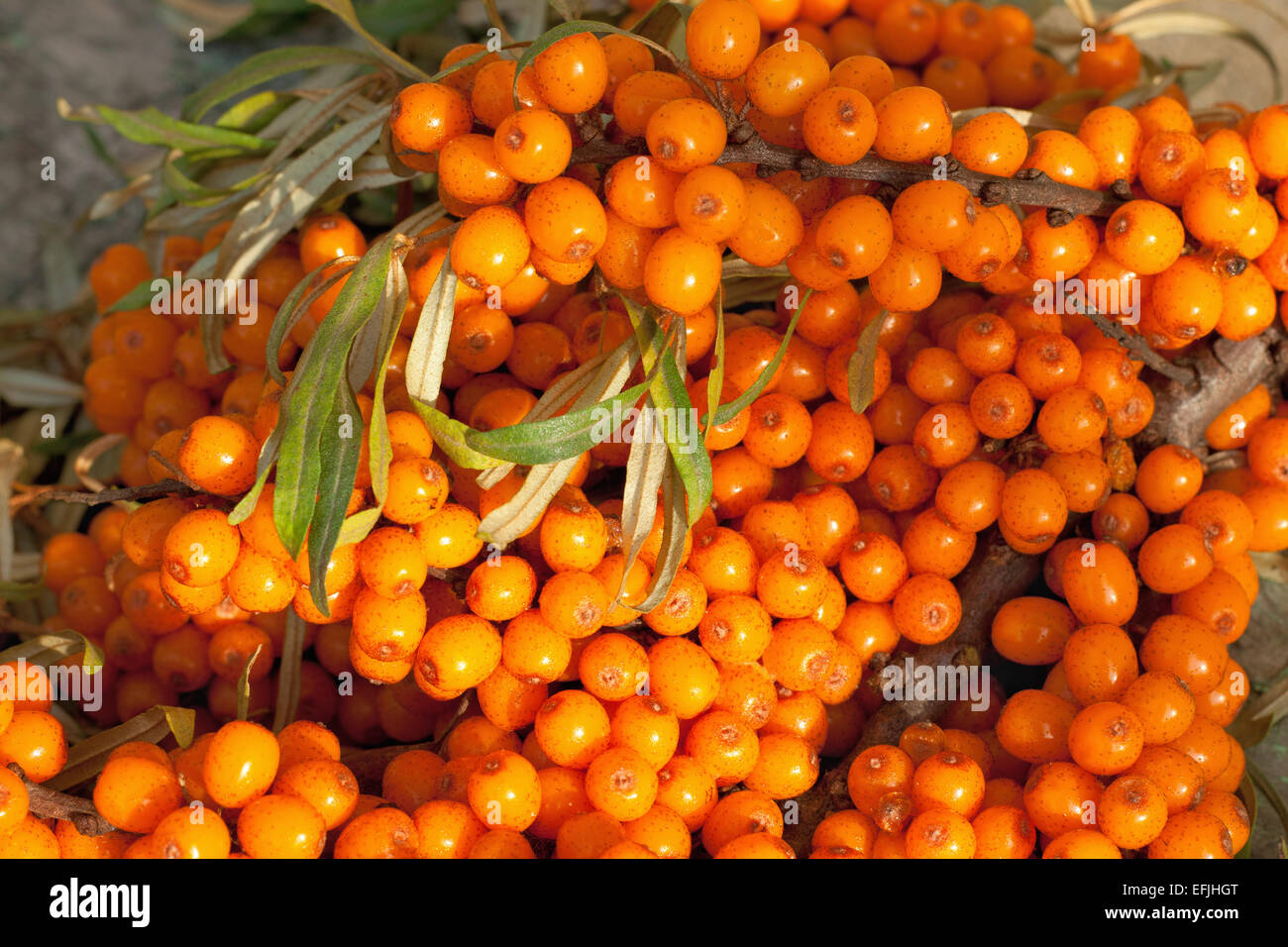 Seabuckthorn berries Stock Photo Alamy