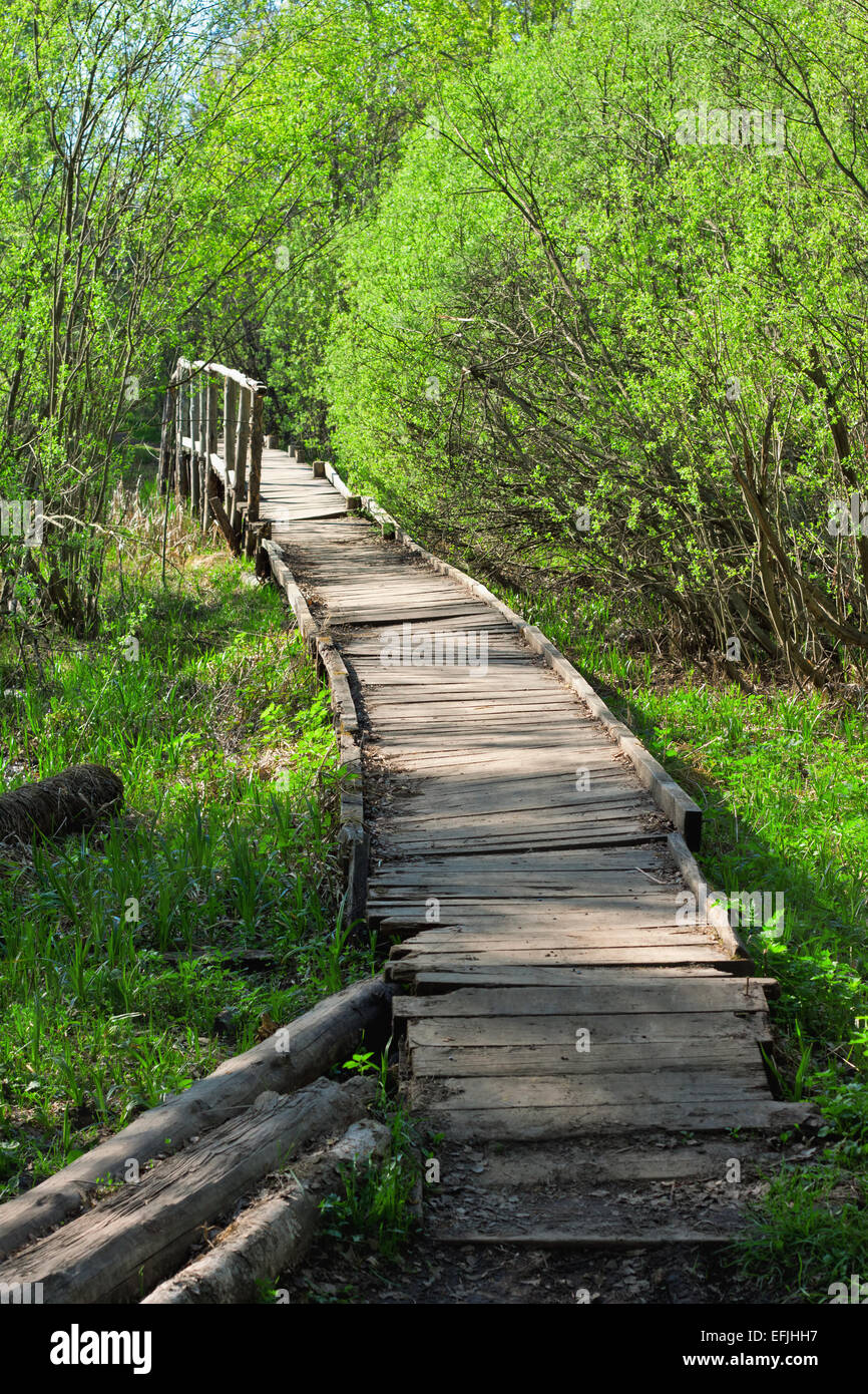 bridge in a spring forest Stock Photo - Alamy