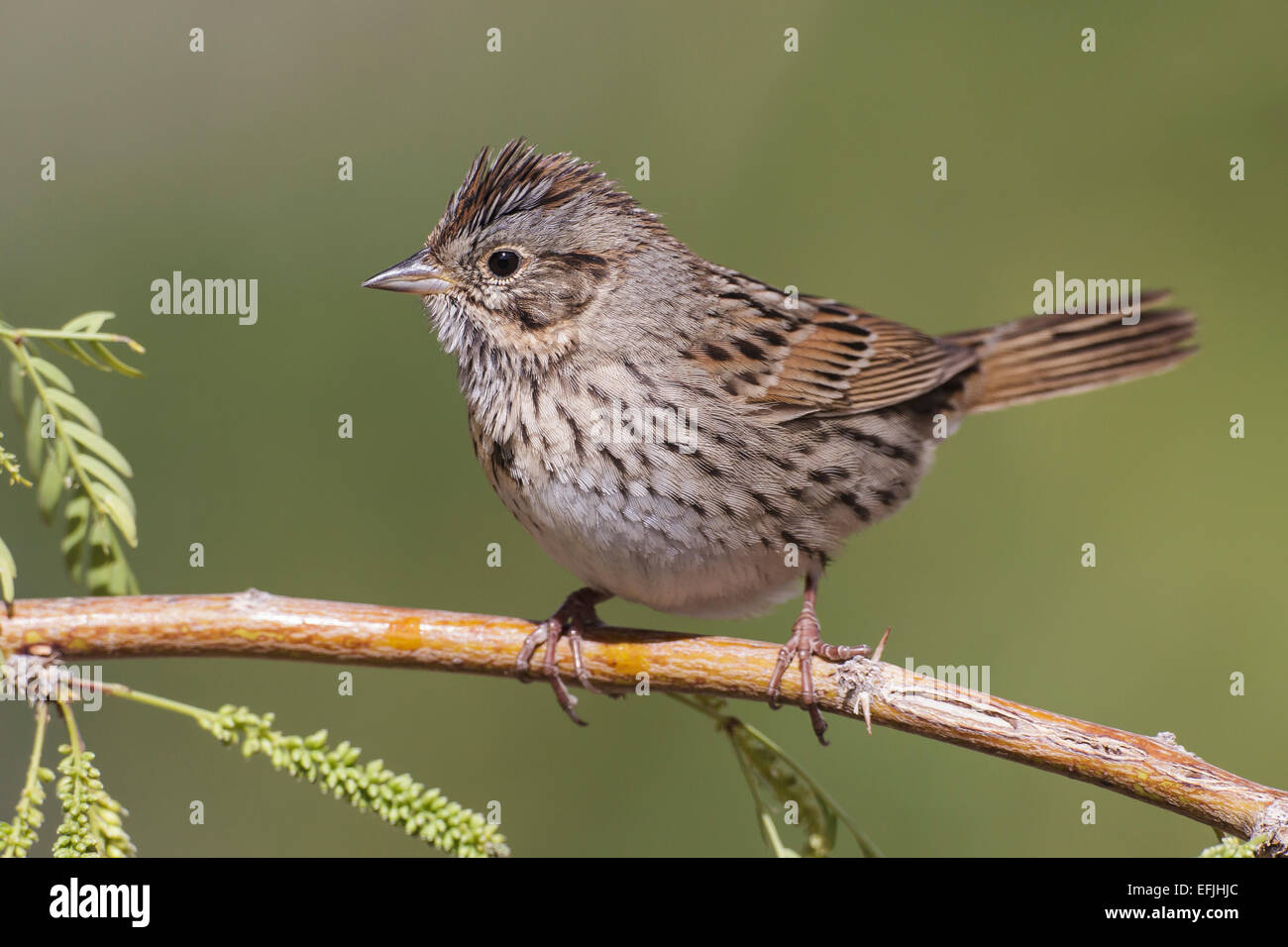 Lincoln's Sparrow - Melospiza lincolnii Stock Photo