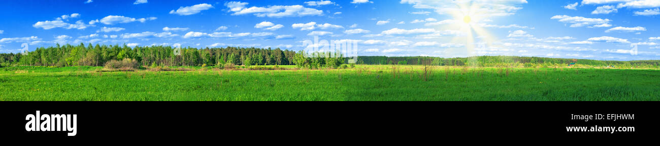 summer forest panoramic Stock Photo - Alamy