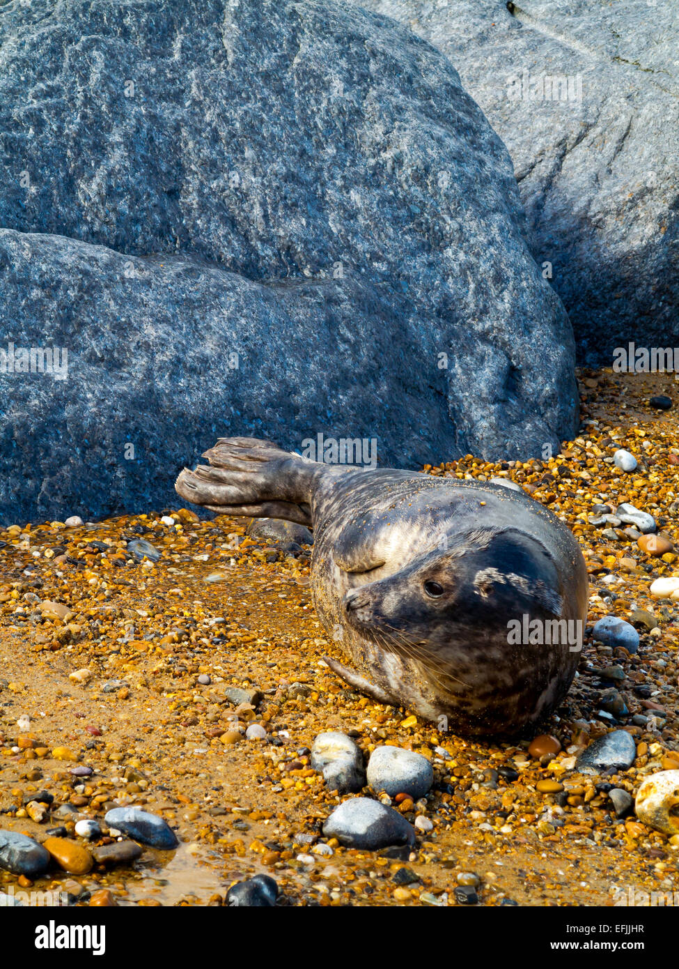 Grey seal Halichoerus grypus on Horsey Beach near the Norfolk Broads on the North Sea coast Norfolk England UK Stock Photo