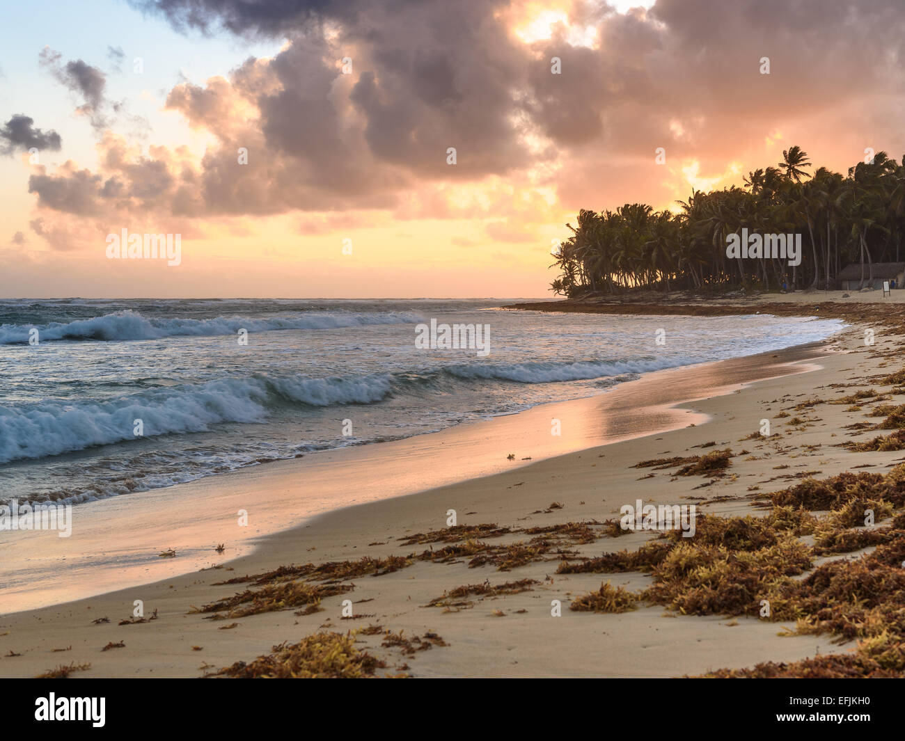 Sea sunrise palm tree on hi-res stock photography and images - Alamy