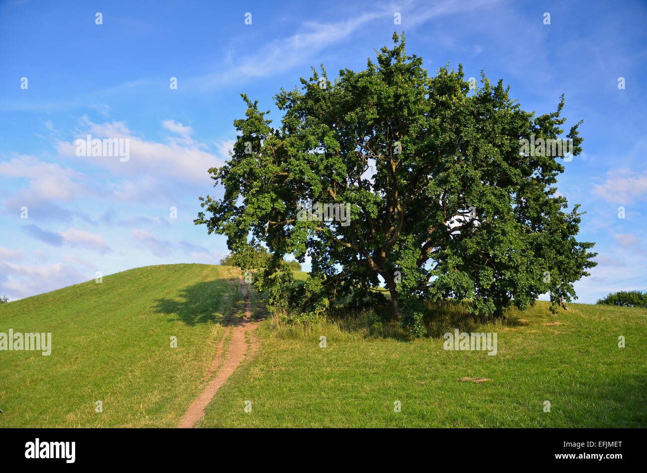 Tree on a hilltop, olympiapark germany Stock Photo
