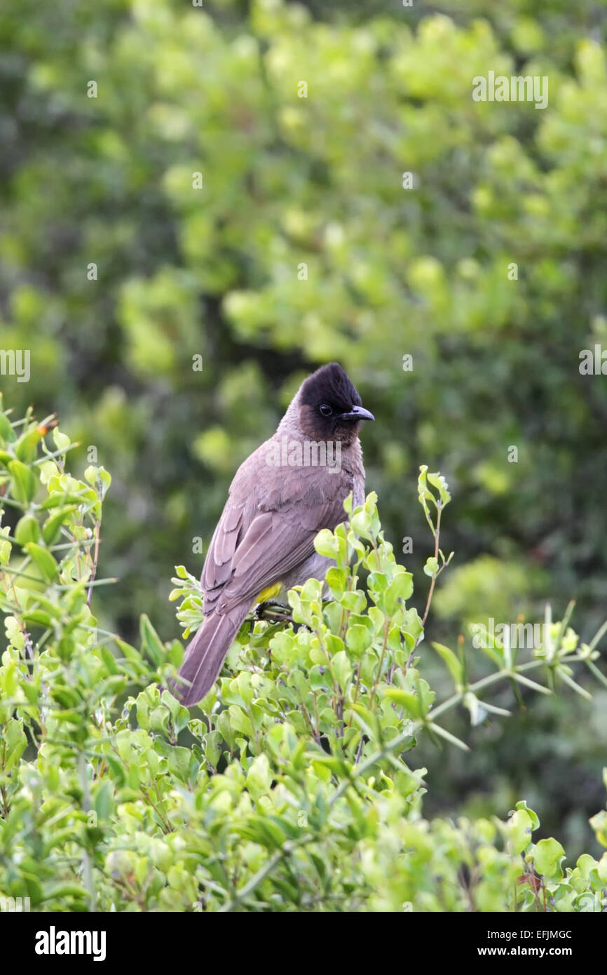 Common Bulbul (Pycnonotus barbatus) sitting in a bush in the Amakhala Game Reserve, Eastern Cape, South Africa. Stock Photo
