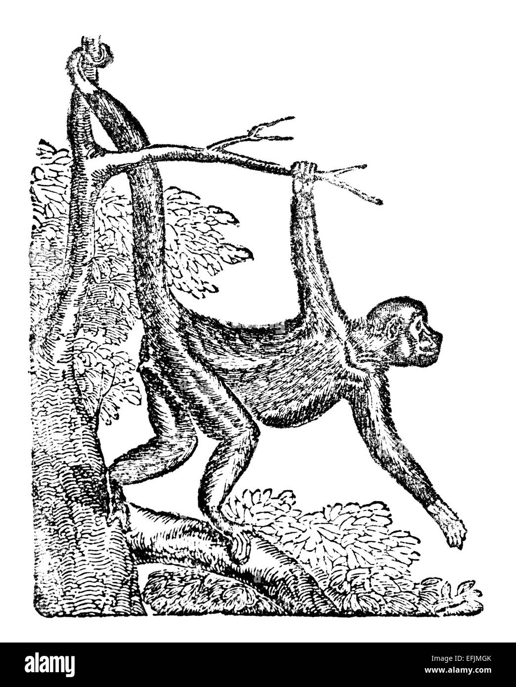 Victorian engraving of a spider monkey. Digitally restored image from a mid19th century