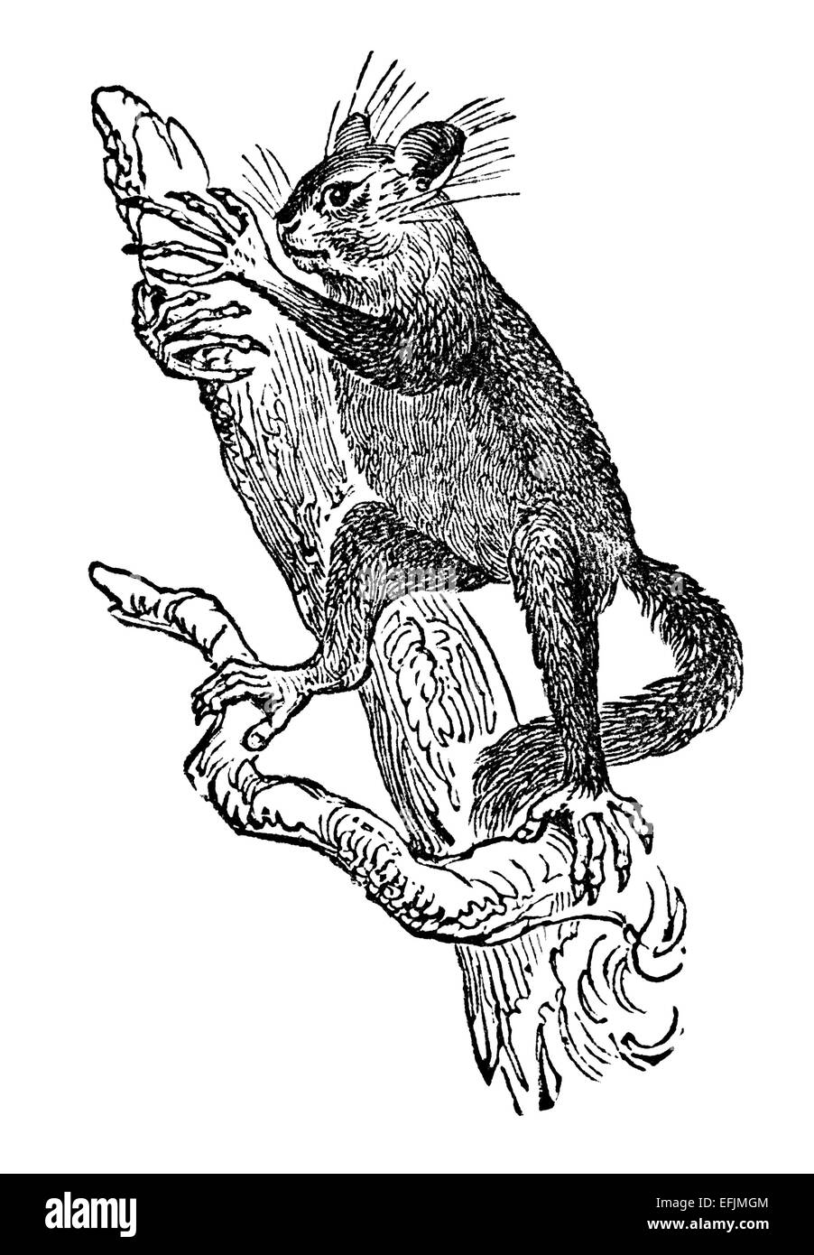 Victorian engraving of an aye-aye lemur. Digitally restored image from a mid-19th century Encyclopaedia. Stock Photo