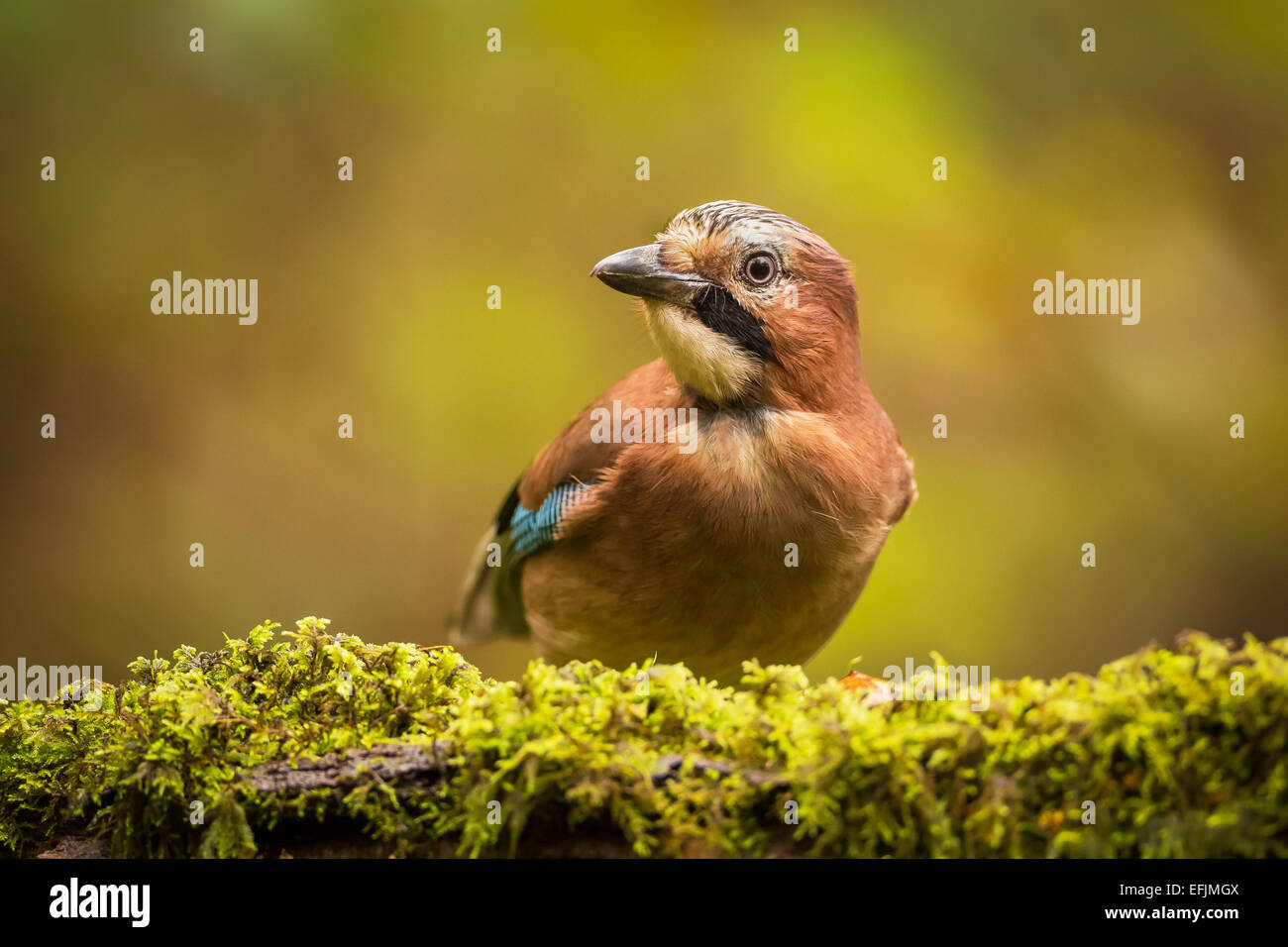 Jay (Garrulus glandarius), a shy woodland bird, photographed on a fallen mossy tree trunk. Stock Photo