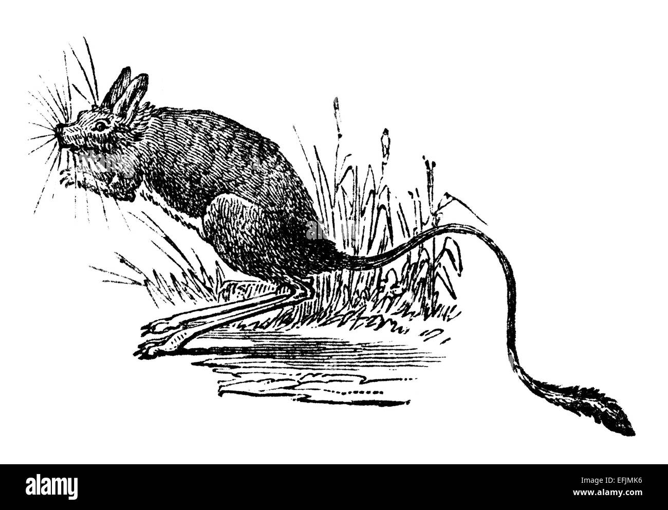 Victorian engraving of a jerboa. Digitally restored image from a mid-19th century Encyclopaedia. Stock Photo
