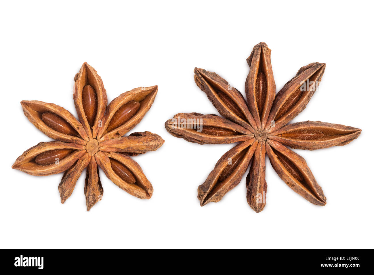 Closeup of two star anises (star aniseed or Chinese star anise