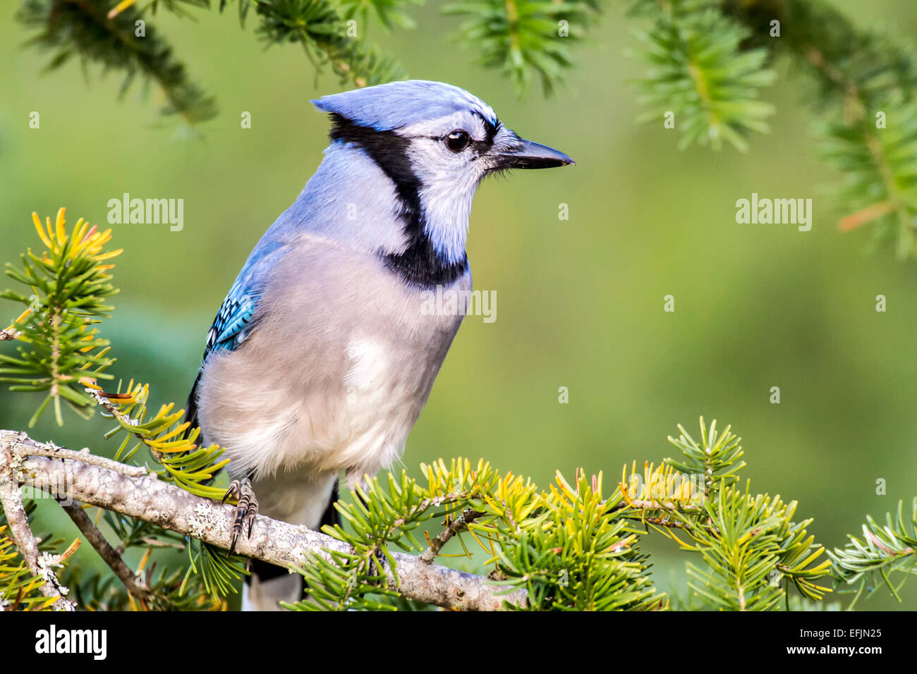 Bluejay perched in tree Stock Photo