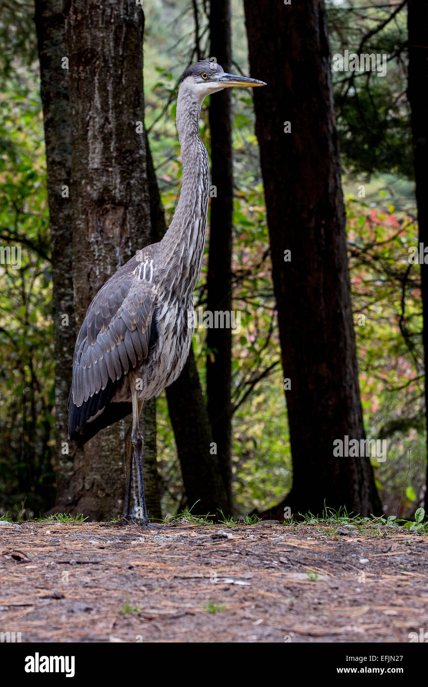 Great blue heron standing on land. Stock Photo