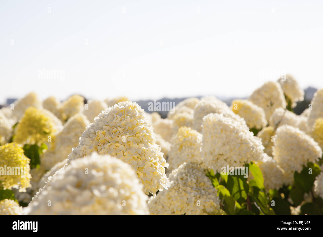 Pure white hydrangea hi-res stock photography and images - Alamy