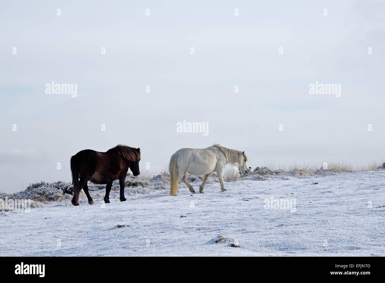Dartmoor ponies winter uk hires stock photography and images Alamy
