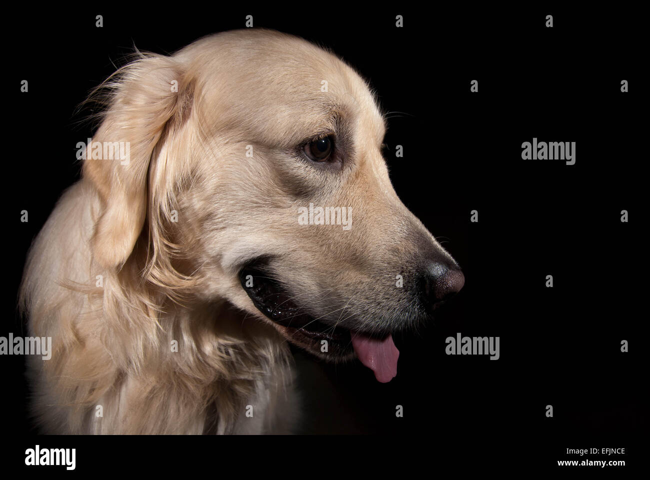 Golden retriever head studio hi-res stock photography and images - Alamy