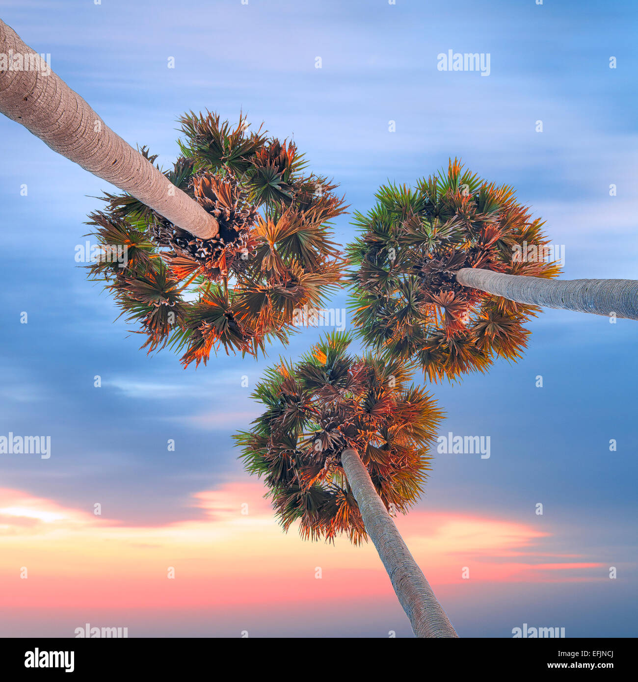 Three high palm trees shot from below on sunset sky background Stock Photo