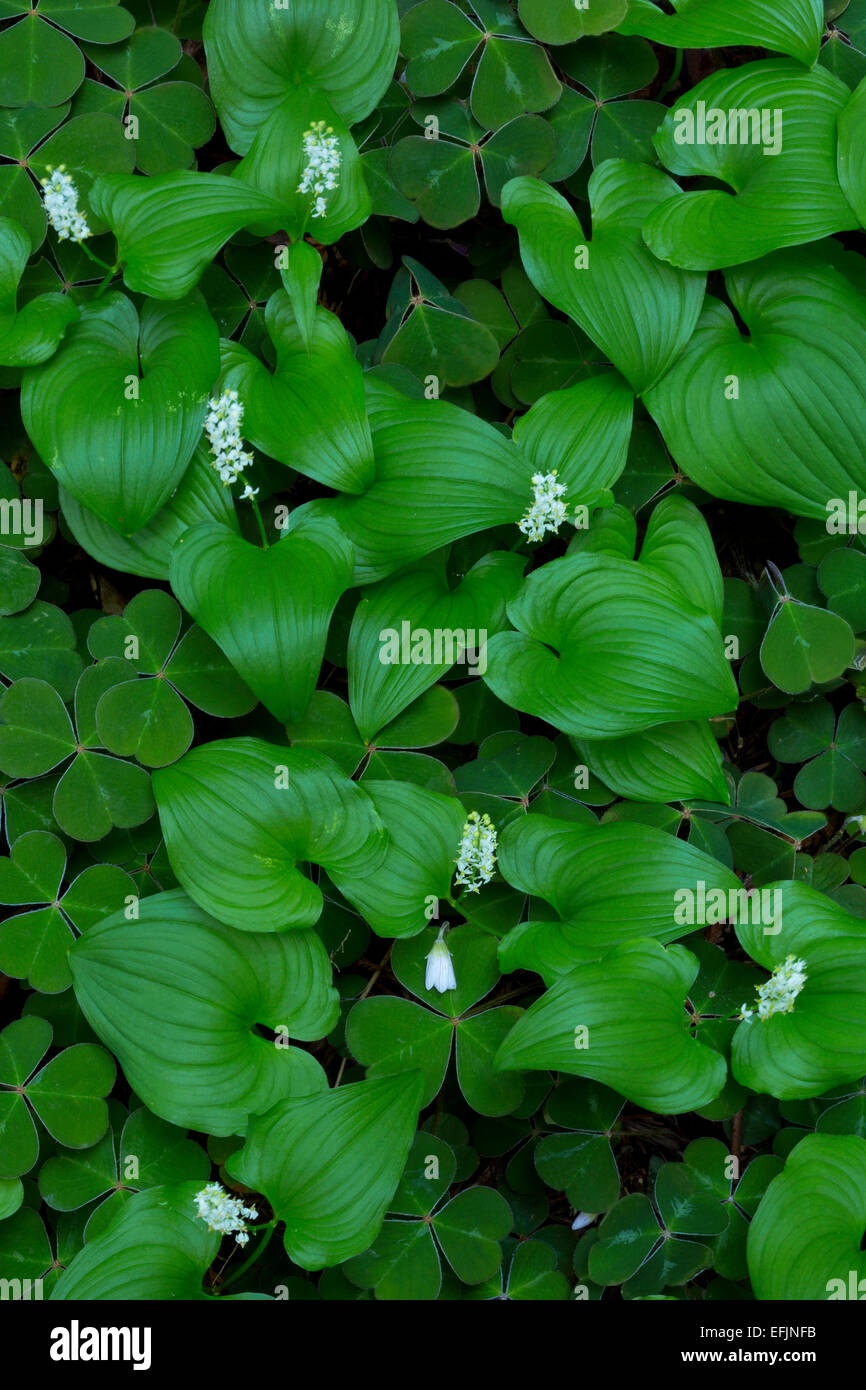 False Lily of the Valley (Maiathemum dilatatum) and Oxalis (Oxalis trilliifolia) patterns and blooms on the Redwood forest floor Stock Photo