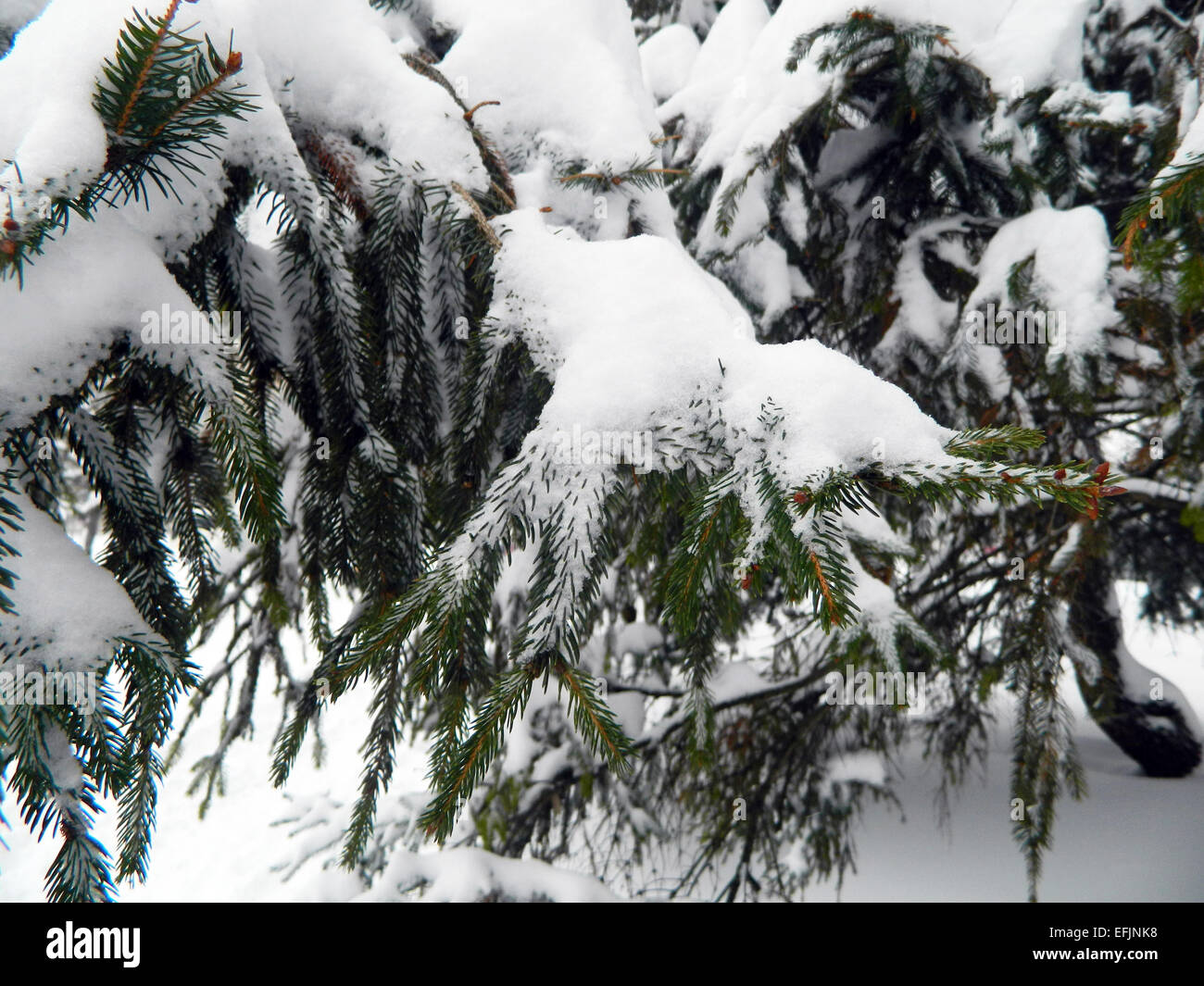 Lonely urban pine tree covered with snow. Stock Photo