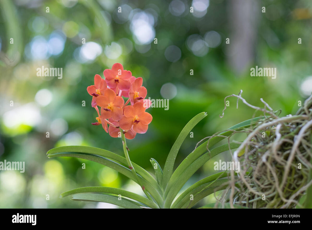Orange orchids at the Singapore National Orchid Garden. Stock Photo