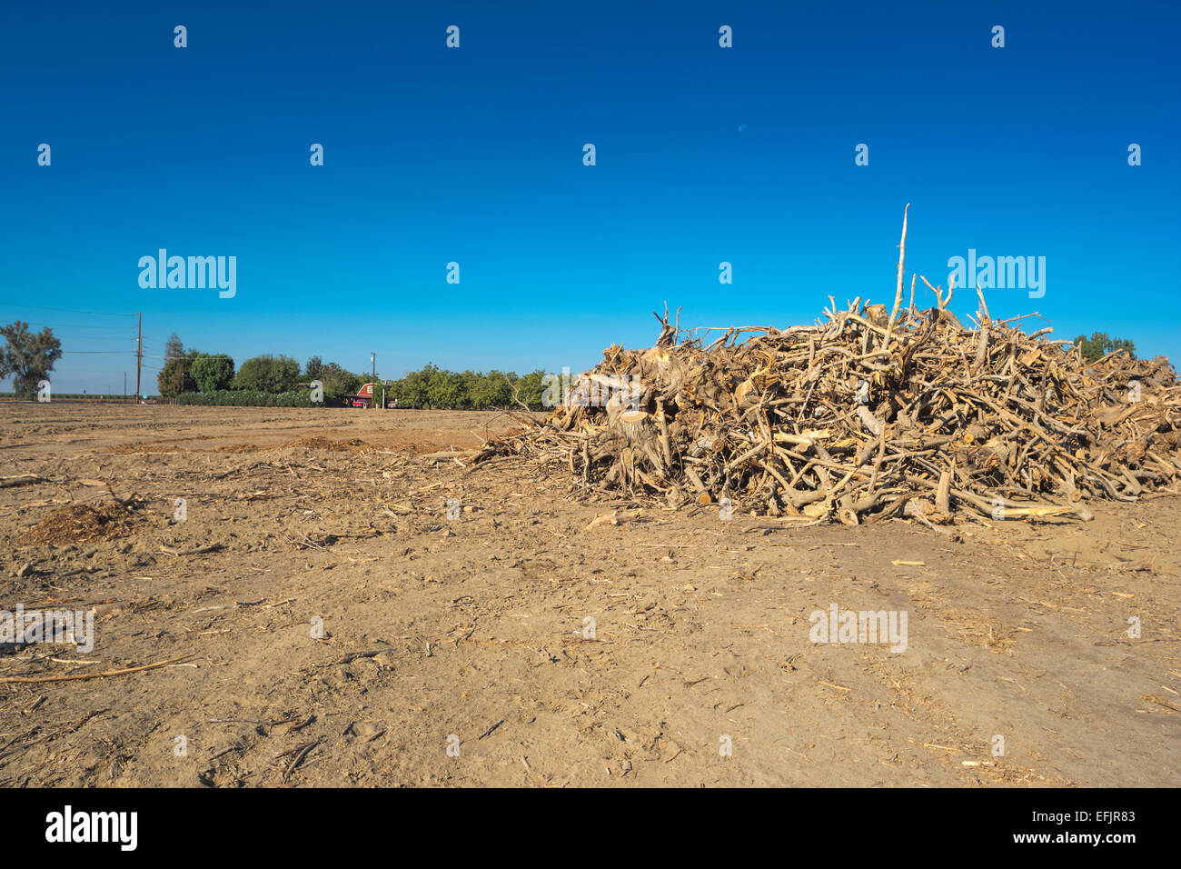Pistachio tree orchard hires stock photography and images Alamy