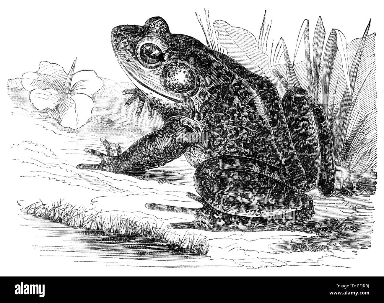 Victorian engraving of a frog. Digitally restored image from a mid-19th century Encyclopaedia. Stock Photo