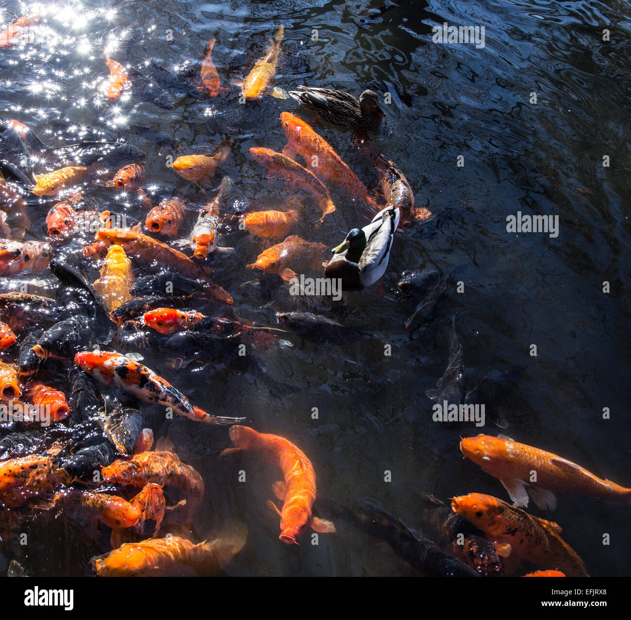 Fish and Ducks searching for food Stock Photo - Alamy