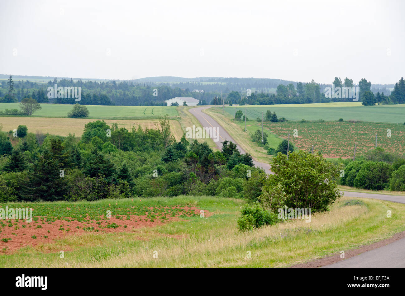 View of fields and forests of Prince Edward Island Stock Photo Alamy