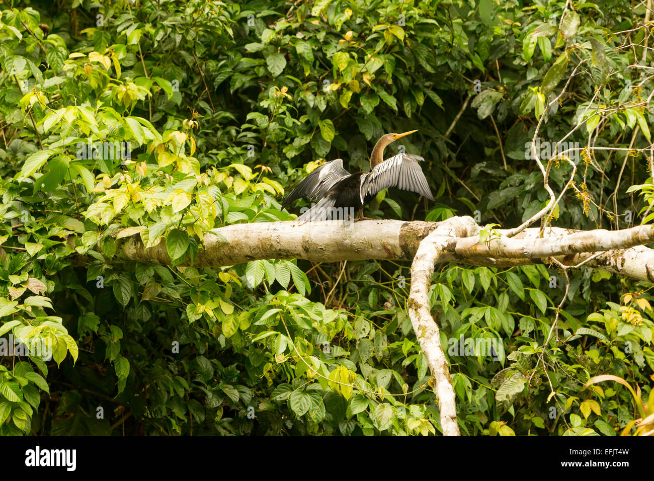 Anhinga Or Snakebird Resting Cuyabeno National Park Ecuador Stock Photo