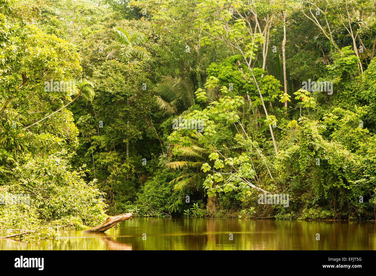 Cuyabeno River National Park Typical Jungle Vegetation Stock Photo