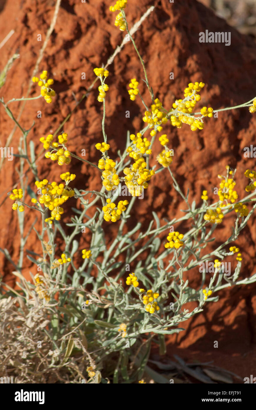 Everlasting daisies, central Australia Stock Photo