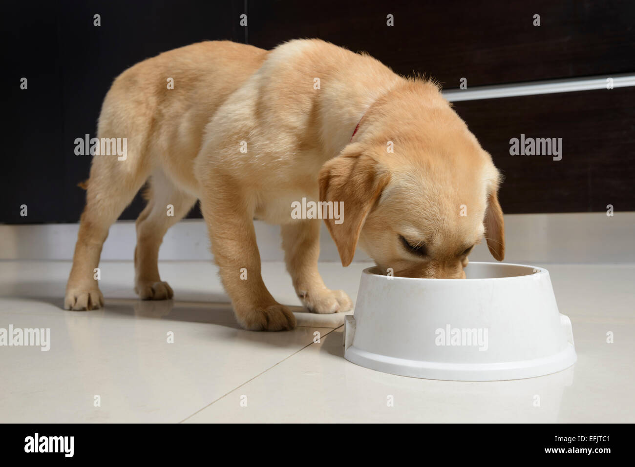 Download Yellow Labrador Golden Retriever Mix Puppy Eating From White Plastic Stock Photo Alamy PSD Mockup Templates