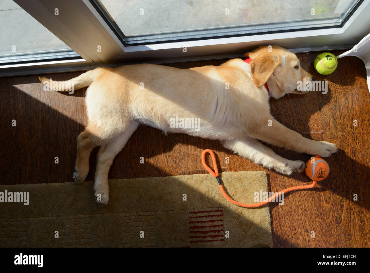 Cute yellow Labrador Golden Retriever mix puppy sleeping on its side Stock Photo