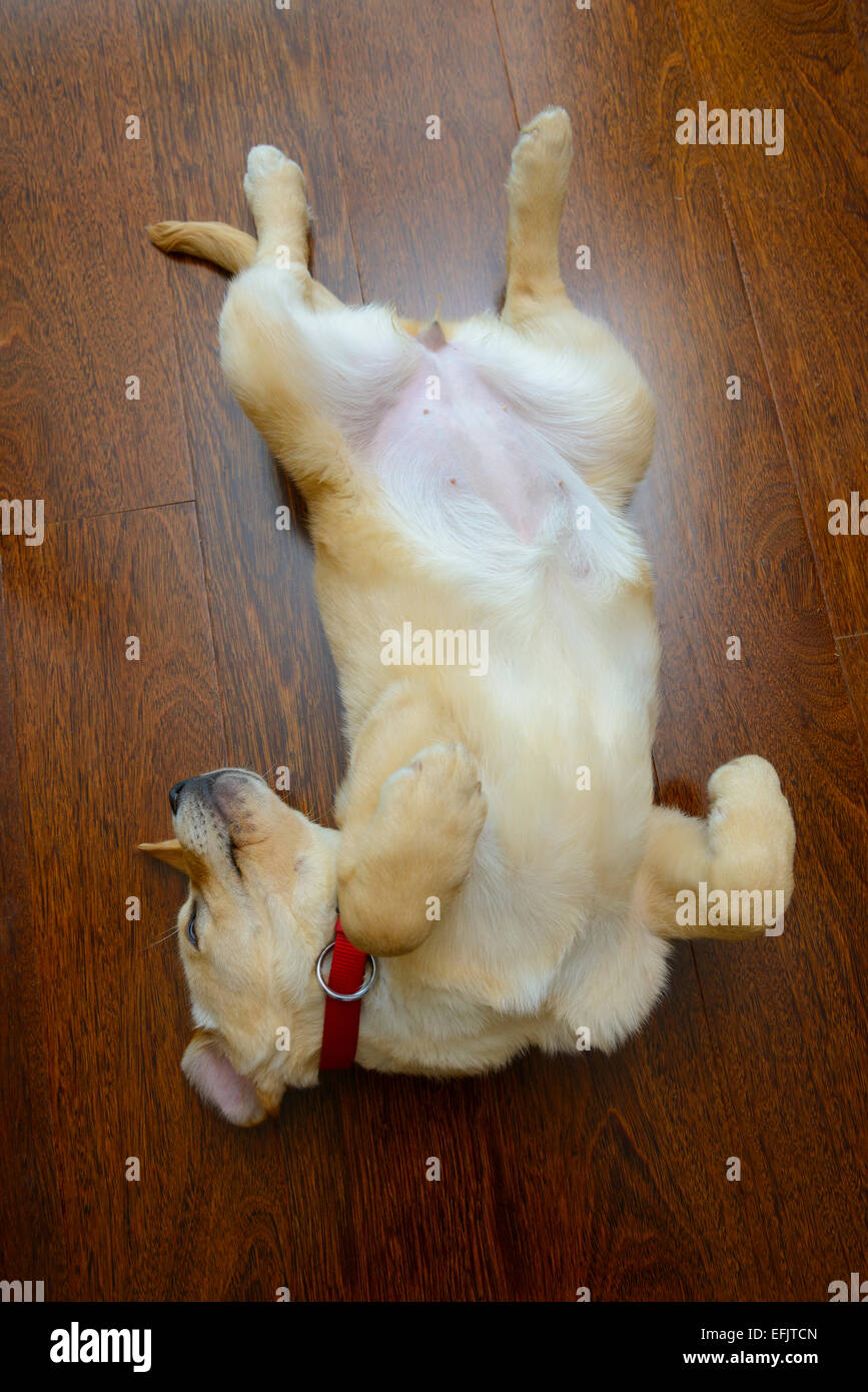 Cute yellow Labrador Golden Retriever mix puppy sleeping on its back on hardwood floor Stock Photo