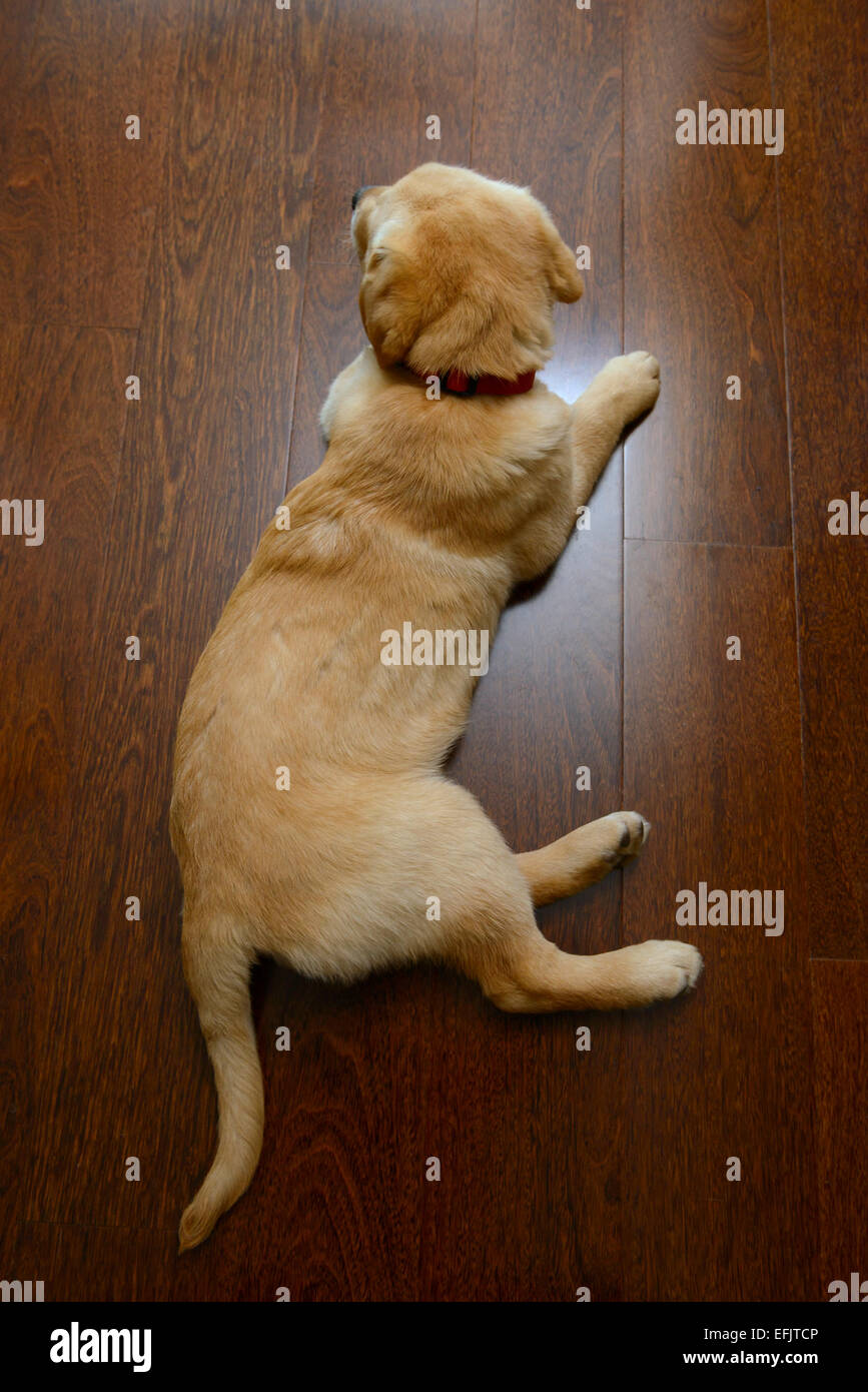 Overhead view of yellow Labrador Golden Retriever mix puppy laying on