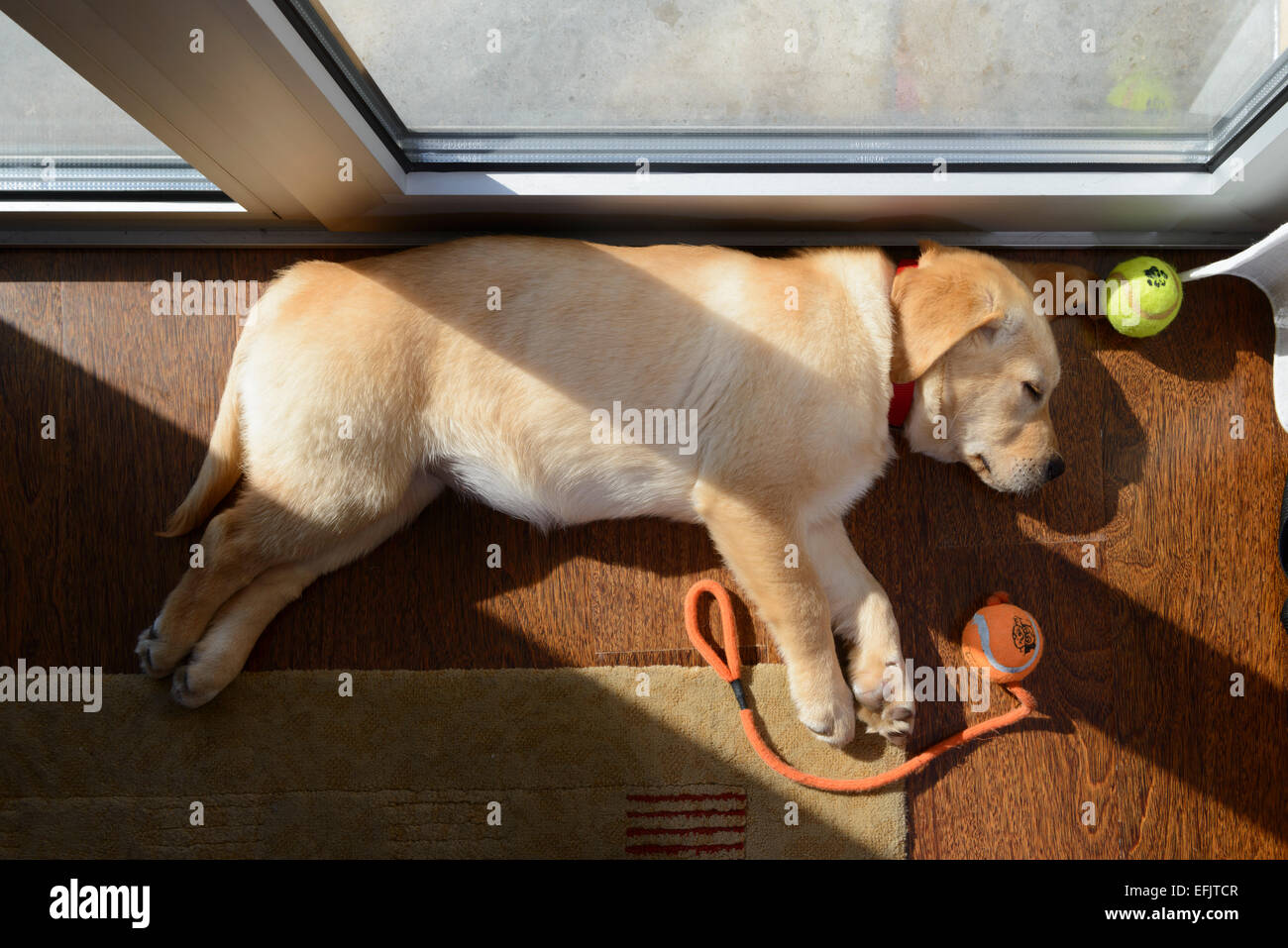 Cute yellow Labrador Golden Retriever mix puppy sleeping on its side Stock Photo