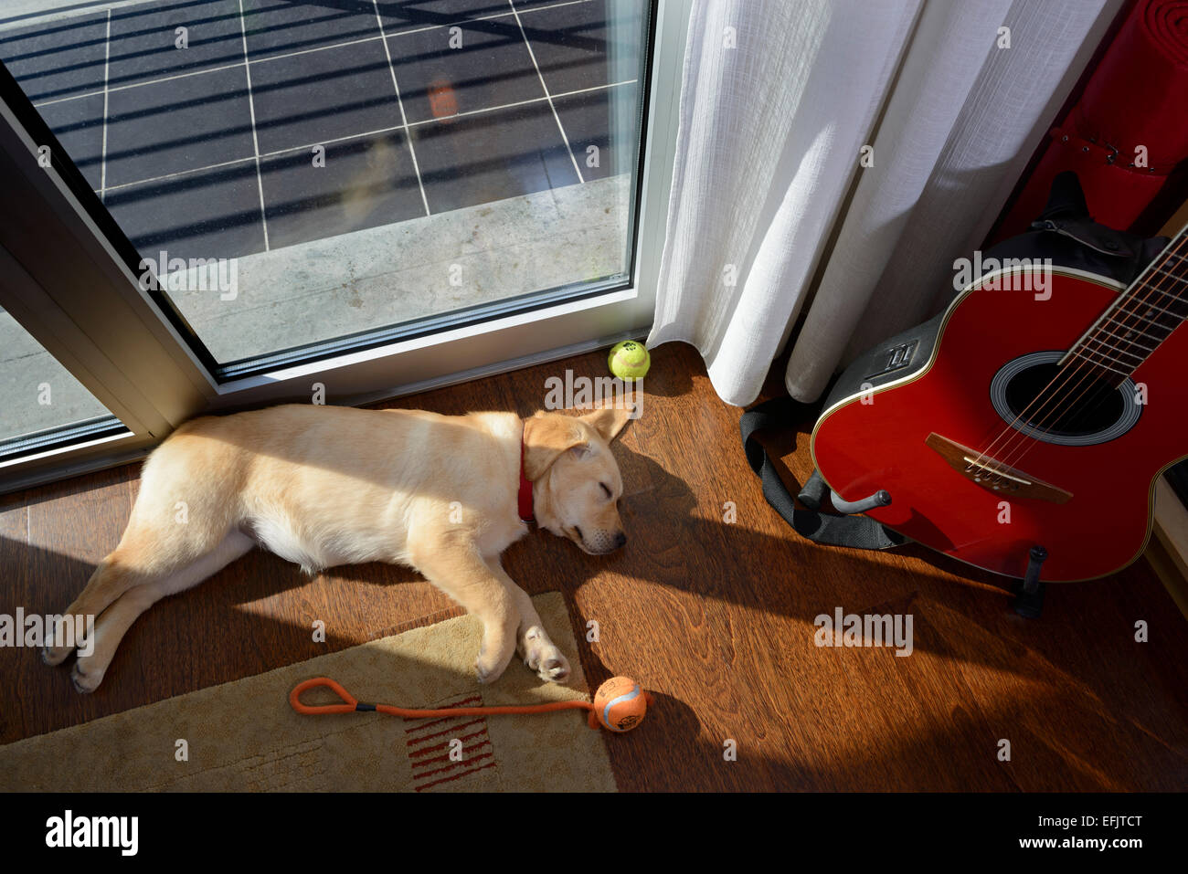 Cute yellow Labrador Golden Retriever mix puppy sleeping on its side Stock Photo