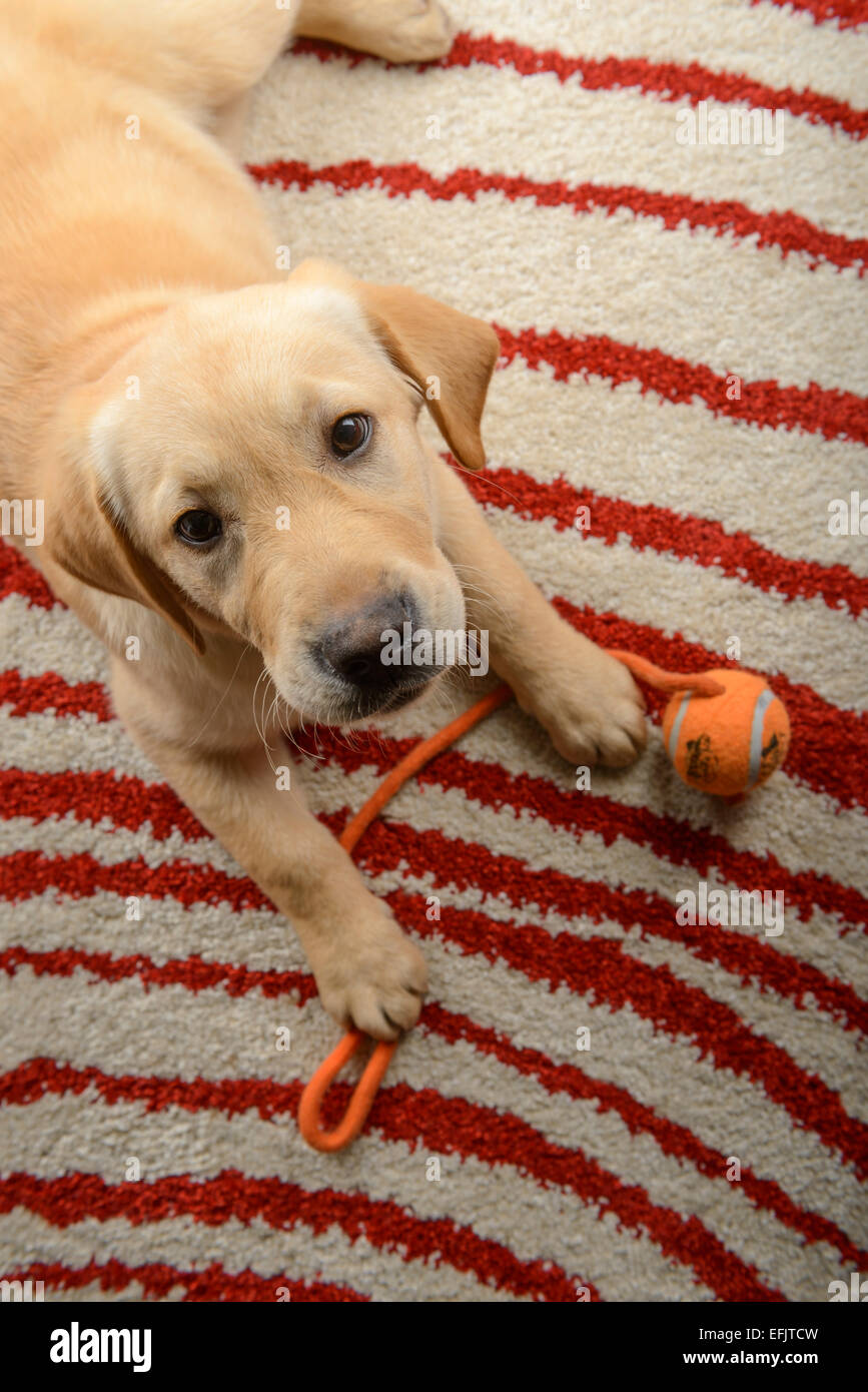Cute yellow Labrador Golden Retriever mix puppy at lying down on a carpet at home with toy ball Stock Photo - Alamy