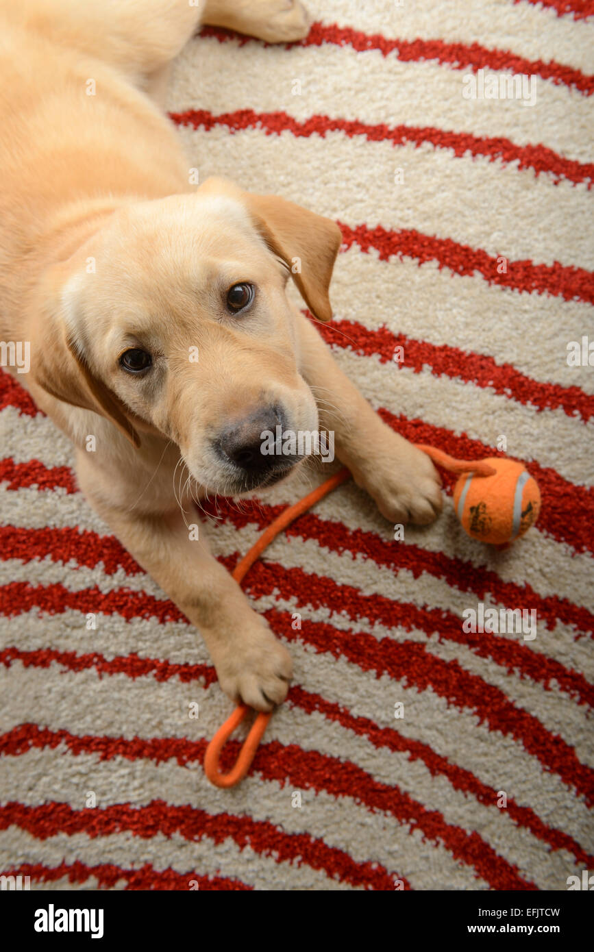 Bonde Absay få øje på Yellow lab lying hi-res stock photography and images - Alamy