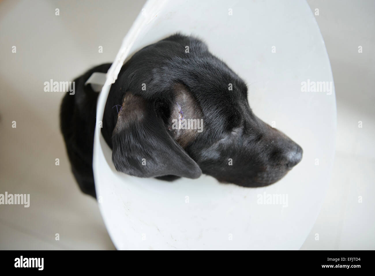 Injured black Labrador Retriever wearing a dog cone to protect stiches Stock Photo