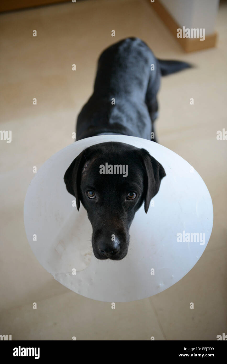 Injured black Labrador Retriever wearing a dog cone Stock Photo