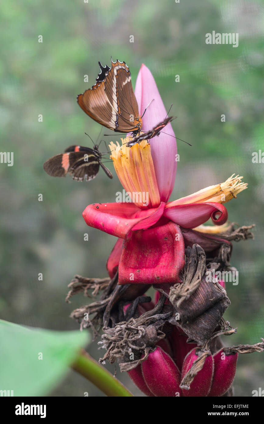 Butterflies on exotic tropical flower, Ecuador Stock Photo