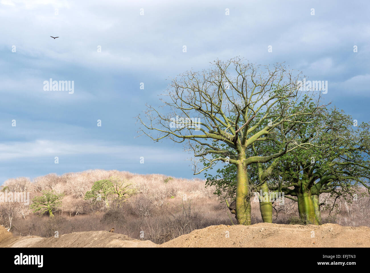 Giant ceiba trees grows up in sunny coast of Ecuador Stock Photo