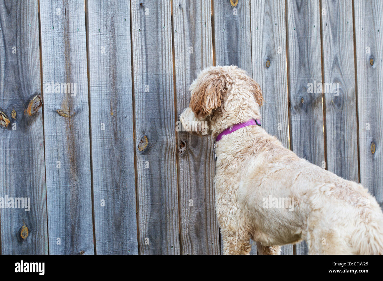 Dog looking through fence hires stock photography and images Alamy