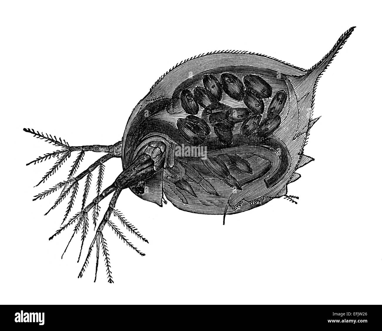 19th century engraving of a plankton Daphnia Stock Photo