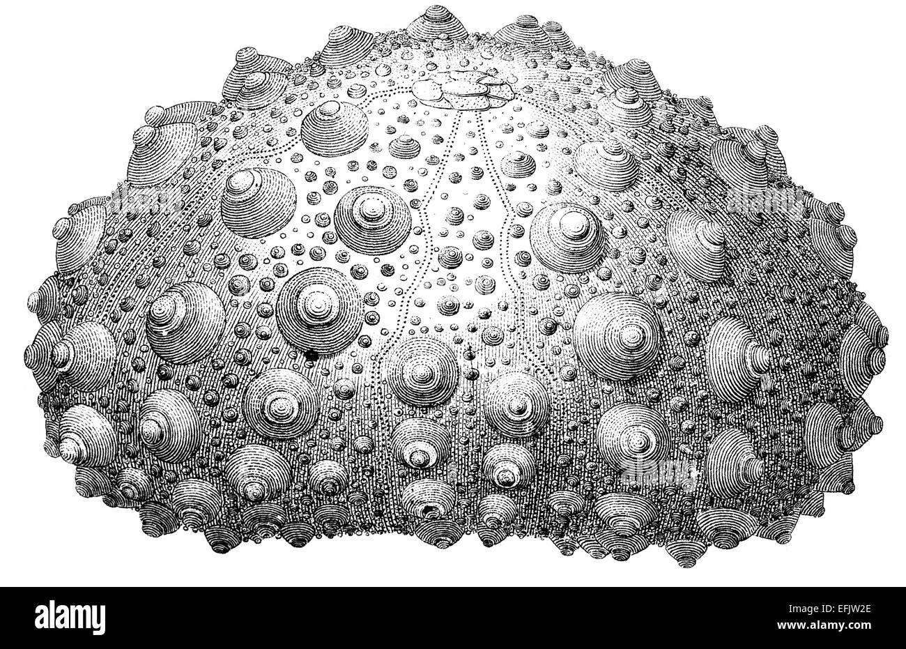 Echinoid Black and White Stock Photos & Images - Alamy Within Sponges A Coloring Worksheet