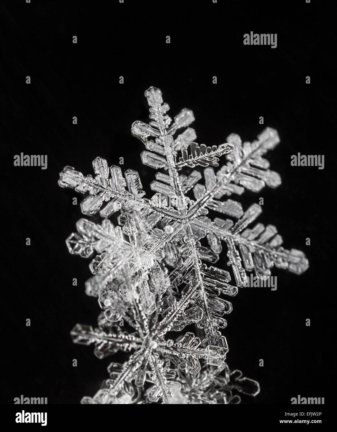 Stack of snowflakes Stock Photo