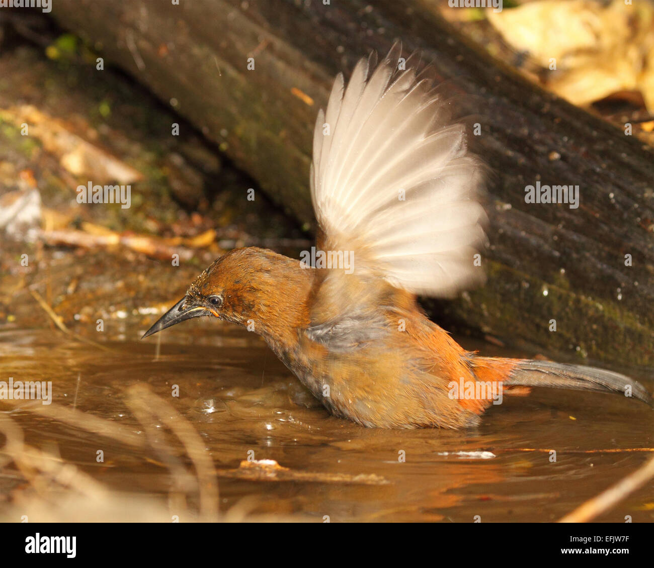 A female Saddleback flipping its wings while submerged along the edge
