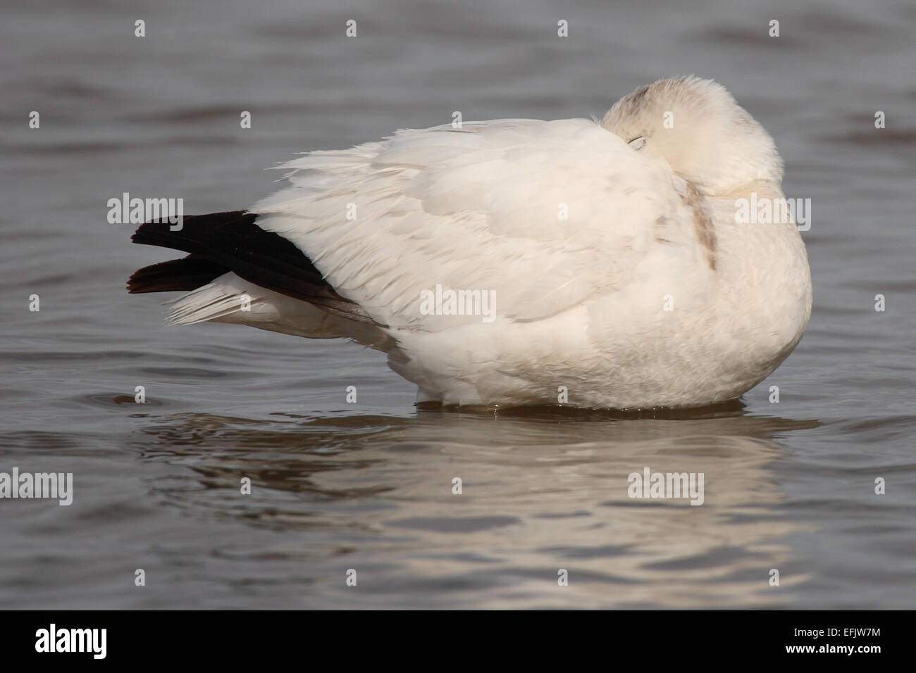 A Ross's Goose sleeping in the sun with its beak tucked into its feathers. Stock Photo