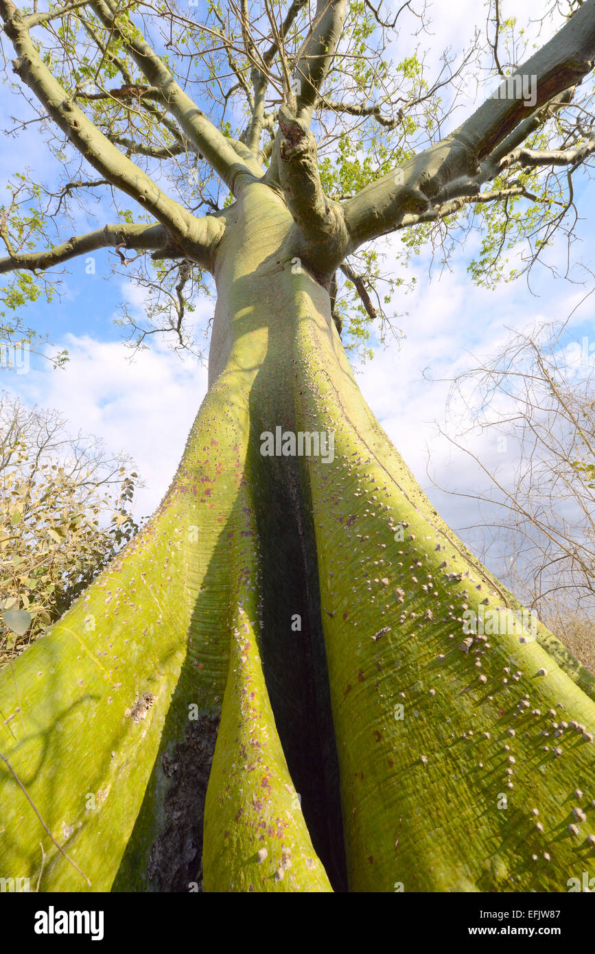 Giant ceiba tree grows up in sunny coast of Ecuador Stock Photo