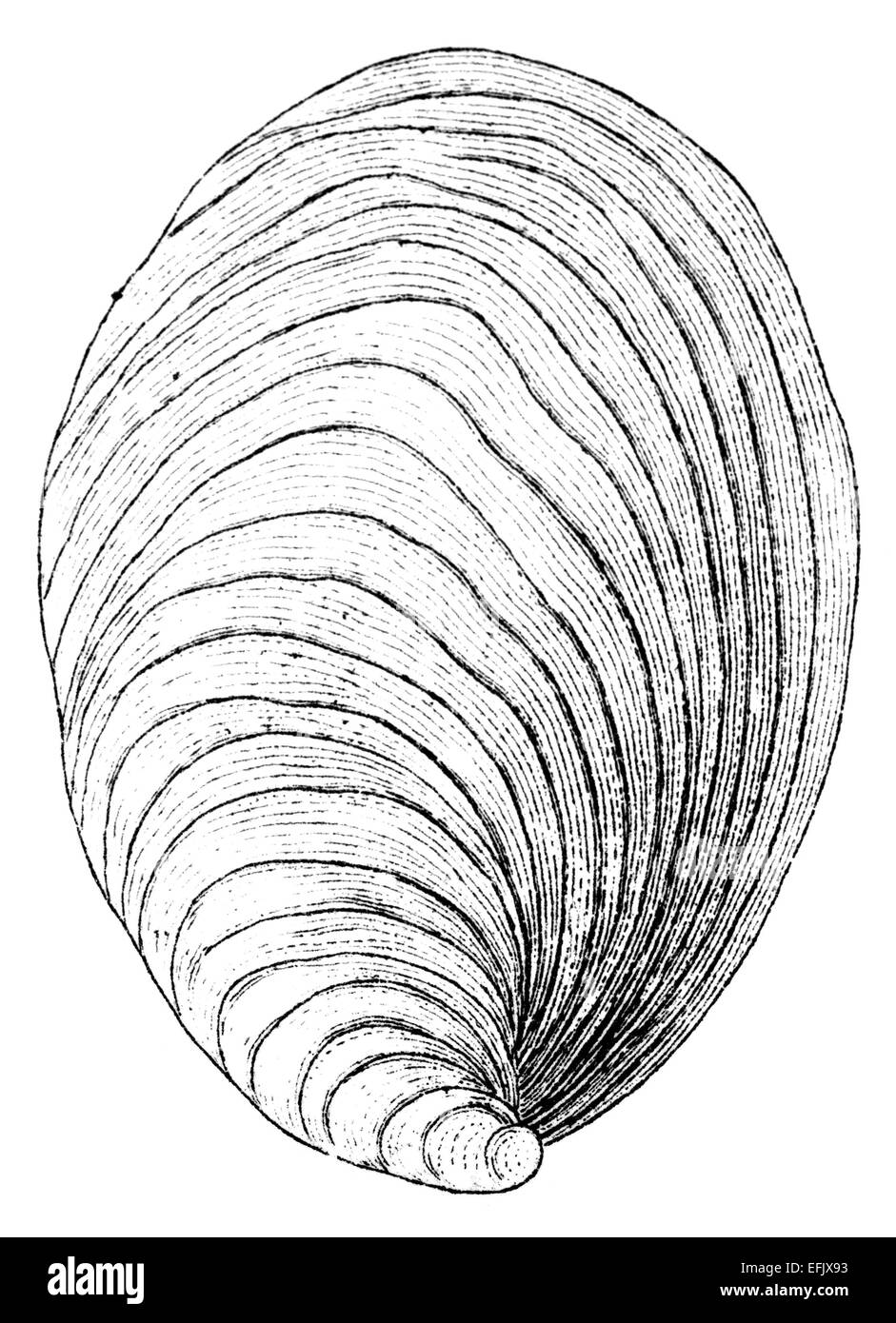 How Do Clams Reproduce? Fertilization, Life Cycle More atelieryuwa